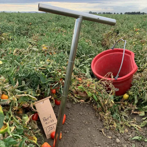 Process tomato field and soil probe