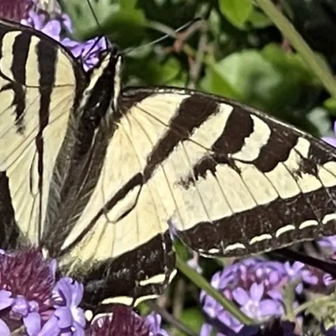 why plant california native plants in your home garden
