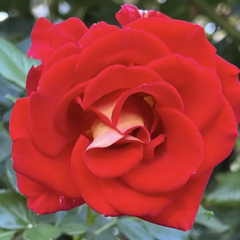 a red rose closeup