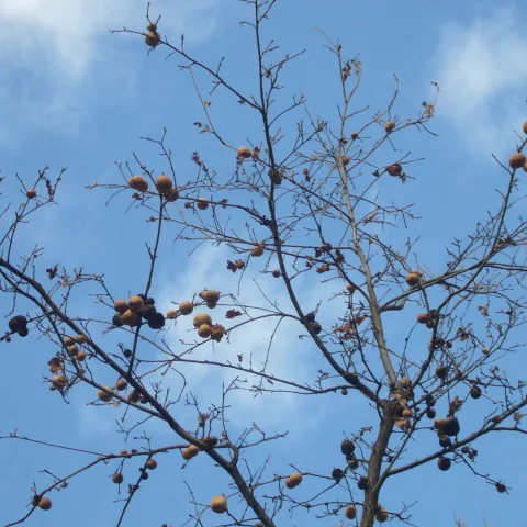 Galls created by gall wasps add interest to the bare branches of this oak in winter. J.C. Lawrence.