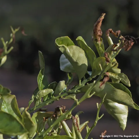 Frost damage on citrus leaves. UC Regents
