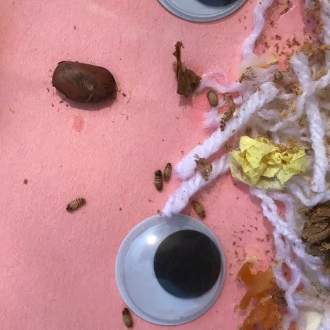 Carpet beetle larvae on pink paper, part of a kids art piece that used yarn, noodles, and beans.