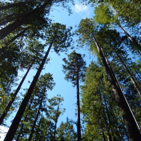 Looking up at tall trees and the sky