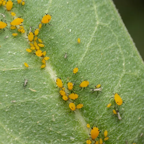 Colony of bright yellow, pear-shaped aphids with black legs, antennae, and cornicles (tail pipes) on their abdomens surrounded by exoskeletons on a green leaf.