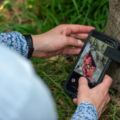 A person takes a photo of a tree damaged by GSOB