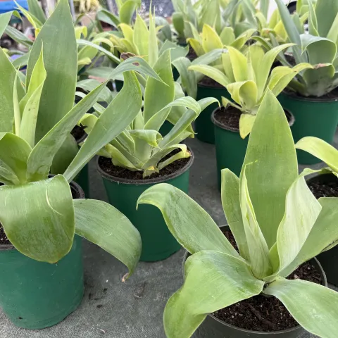 Agave attenuata in all sizes are ready for spring planting