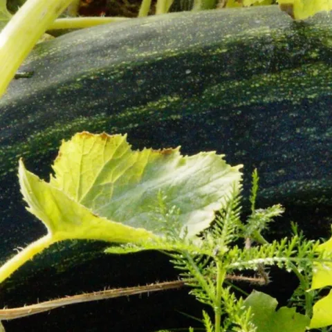 large green zucchini growing under the leaves