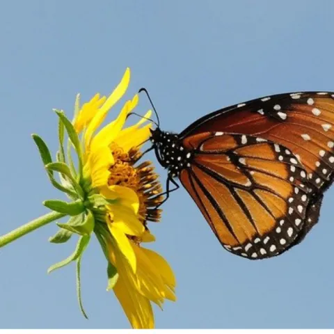 monarch butterfly on a dandelion flower