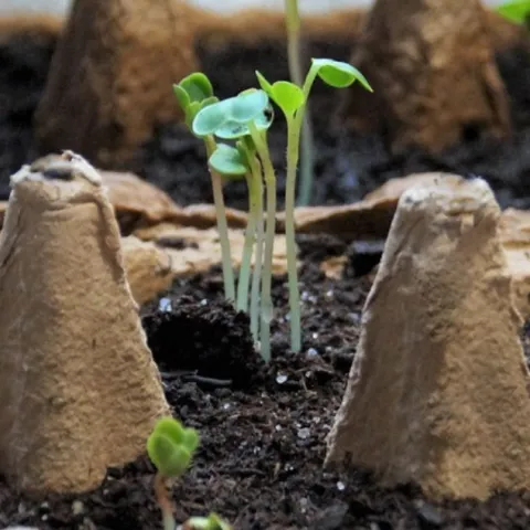seedlings growing in egg carton pots
