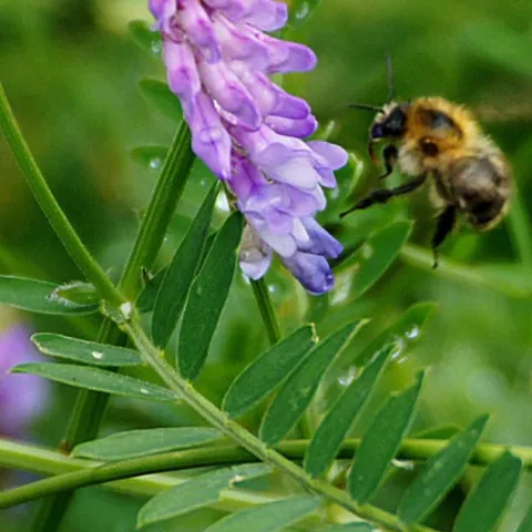 purple flowering vetch is being visited by a bee