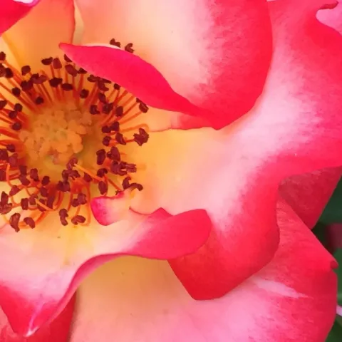 red and white rose called Betty Boop