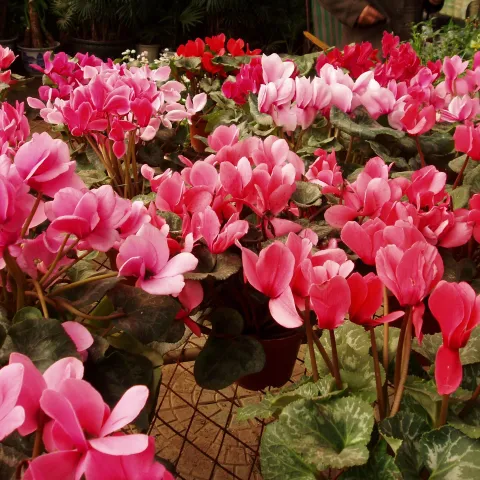 Pink cyclamens.