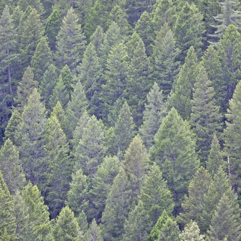 Sierra Nevada mixed conifer forest
