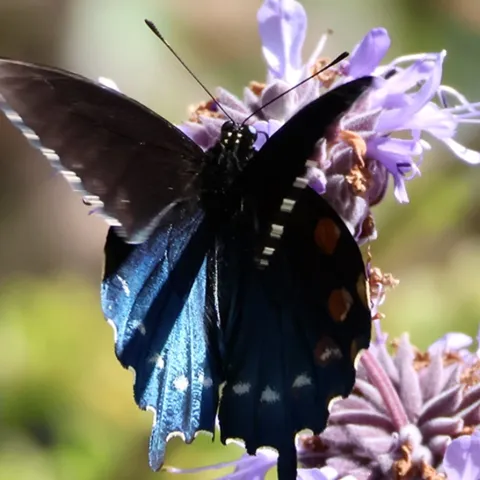Events Calendar for Sonoma County Master Gardener Program