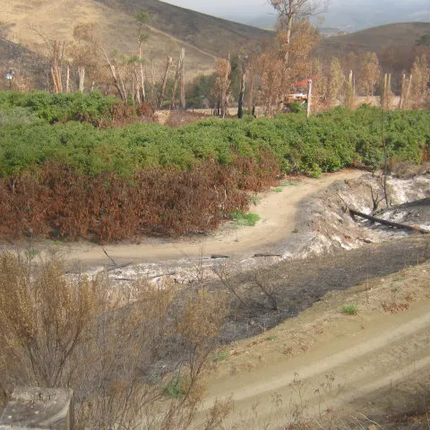 Brown avocado trees mark the edge of a burned orchard