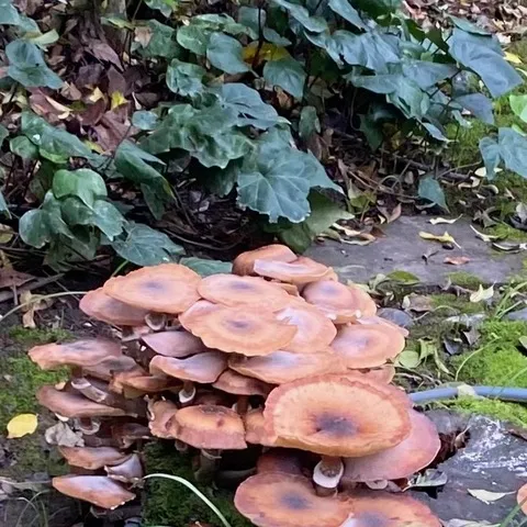 Honey mushrooms
