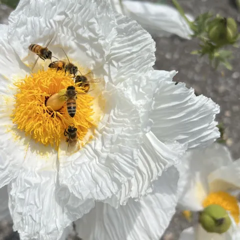 Close-up of severel honey bees on the center of a Mantijia poppy