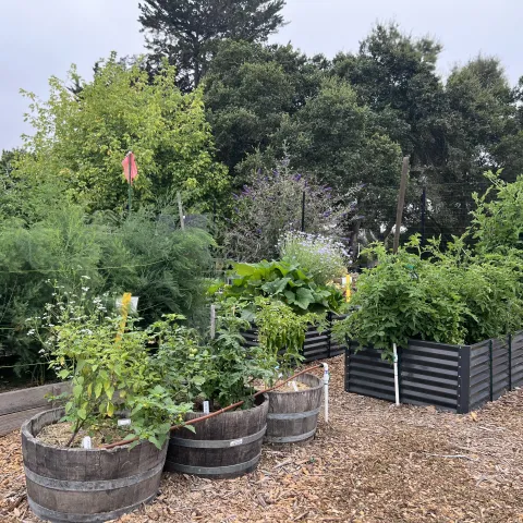 A view of several raised beds and half barrels planted with fruits and vegetables at Pinto Lake Demonstration Garden