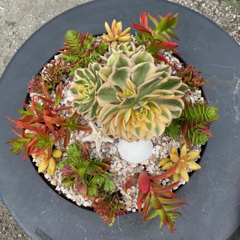 Succulent arrangement