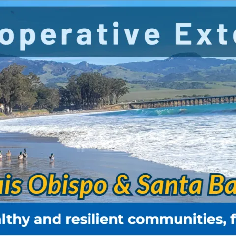 UCCE SLO & Santa Barbara Newsletter January 2026