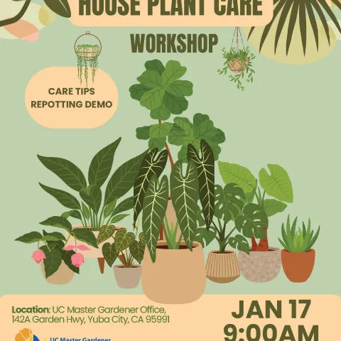 MG House Plant Care 2026 Series