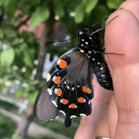 Photo of a pipevine swallowtail resting on a person's hand.