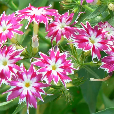Pink and white phlox drummondii