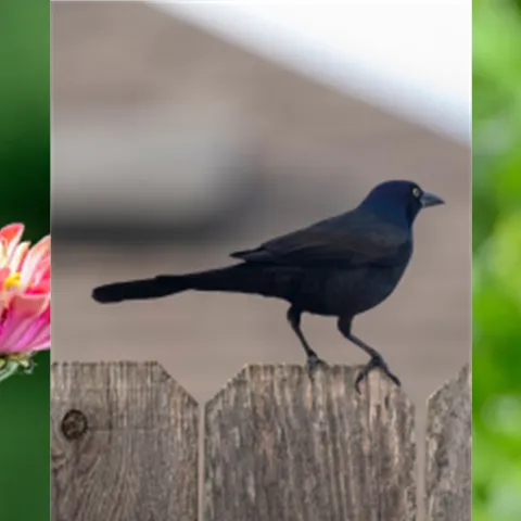 backyard birds for example, hummingbird