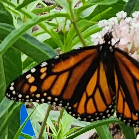 California Native Plants – Supporting Native Wildlife - Newport Beach