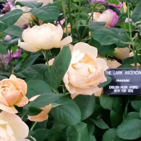 Roses 101 - Huntington Beach