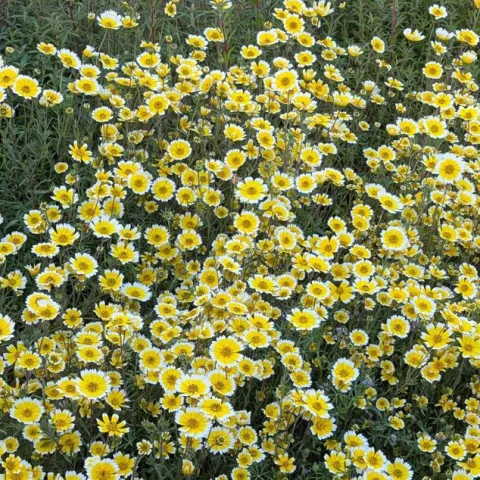 Tidy Tips (Layia platyglossa)