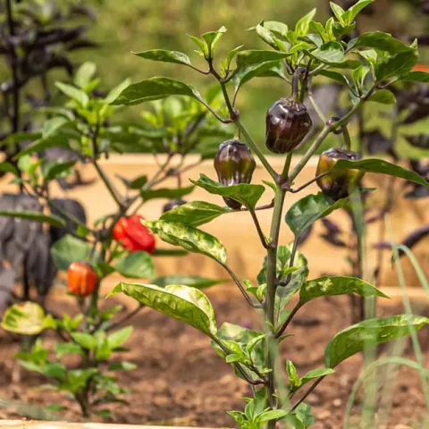 A Year of Good Food - Irvine