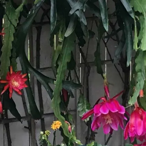 Gardening in Small Spaces - San Juan Capistrano