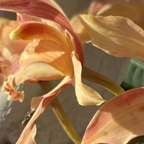 Orchid Basics - Laguna Niguel