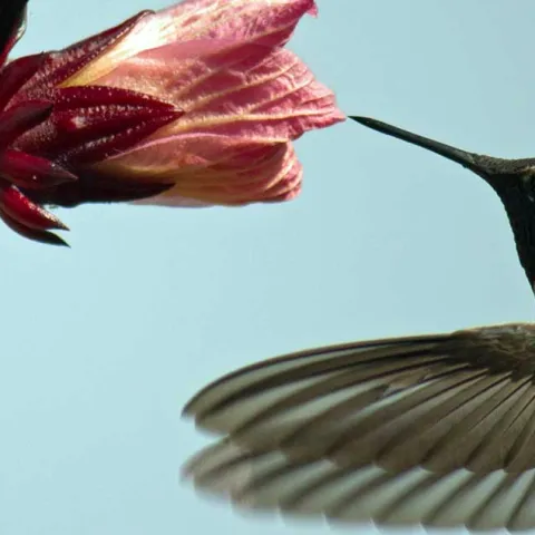Butterflies and Other Pollinators - San Juan Capistrano