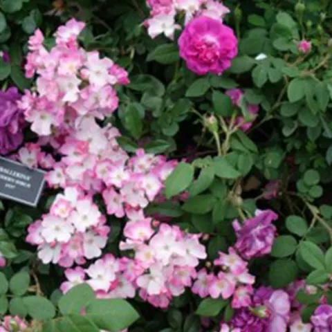 Roses 101 – Zoom Encore