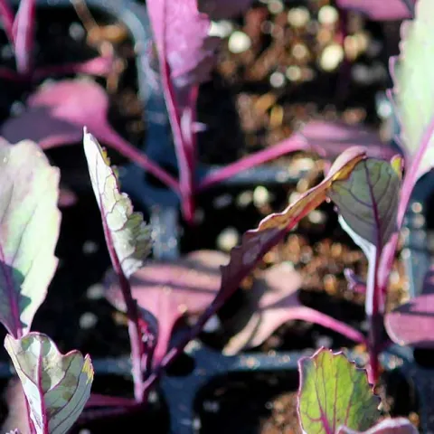 Starting Seeds For Success - Laguna Beach