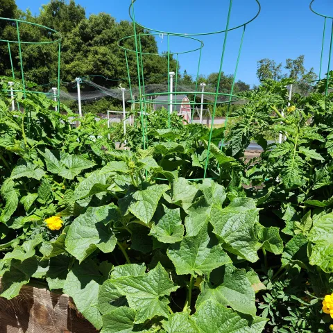 Raised Bed Summer Vegetables, Jill Willard.jpg