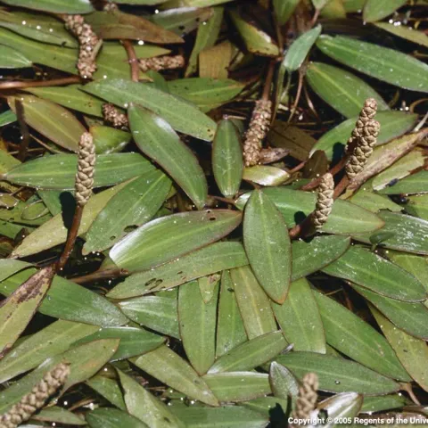 American pondweed with emerged inflorescences. Submerged or floating-leaved aquatic plants with roots within the soil sediment.