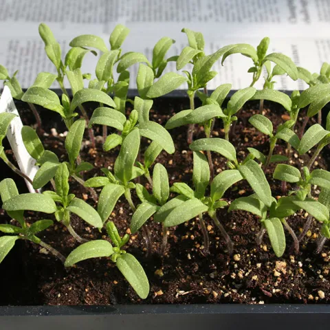 Seedlings Univ. of Main, UCANR blogs