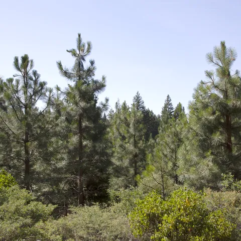Trees in a conifer forest in Northern California