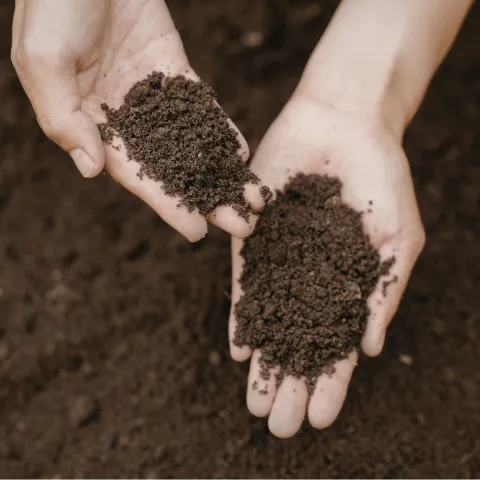 Garden soil held in open hands