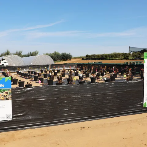 Urban Ag Demonstration Site at Carlsbad Flower Fields