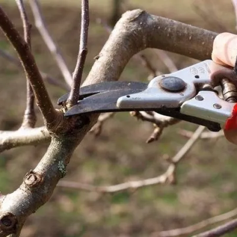 Winter fruit tree pruning
