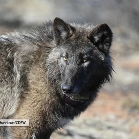 Face and shoulders of a black-faced wolf