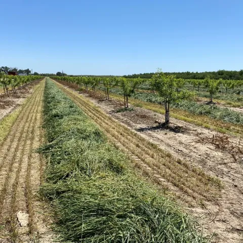 Small, leafy almond trees with cover crop growing between the rows