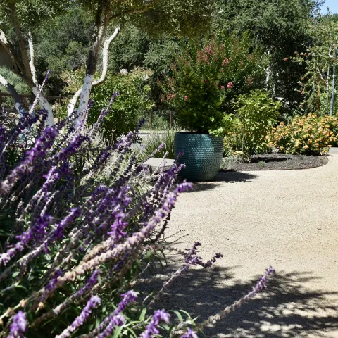 Zone Zero garden landscape