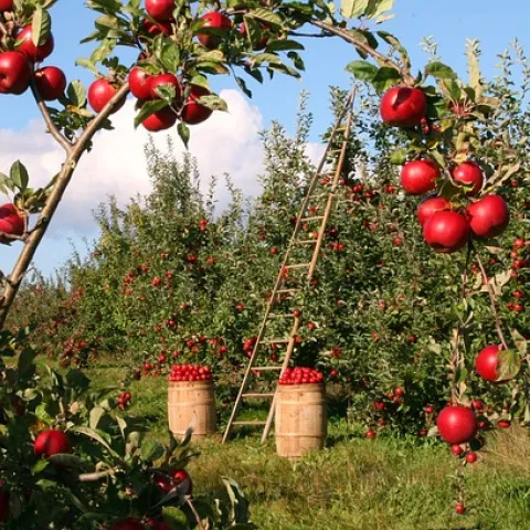 Apple orchard pixabay