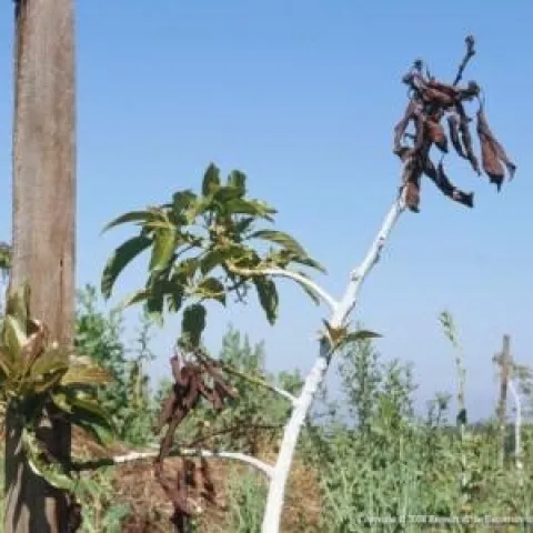 asphyxiated tree white washed