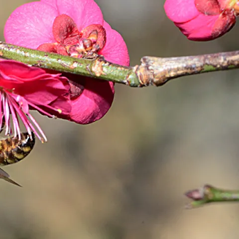 A honey bee nectaring on a Japanese apricot tree at UC Davis. (Photo by Kathy Keatley Garvey)